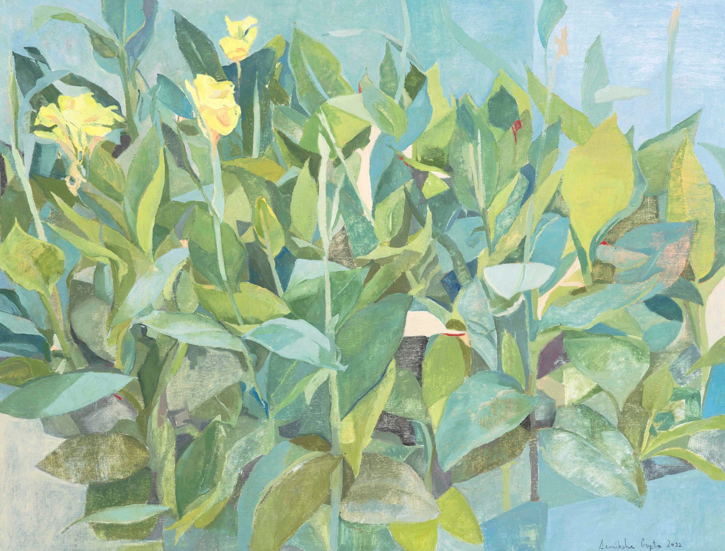 YELLOW CANNAS